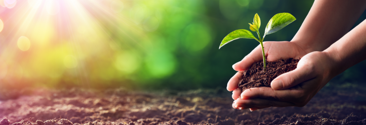 Hands holding a young plant growing from soil